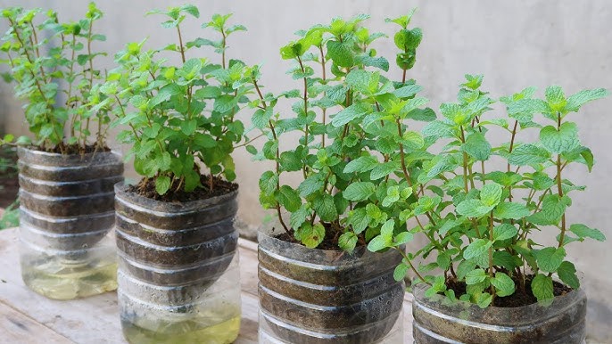 Grow mint at home (mint plant, recommend using, experience this) Grow mint at home