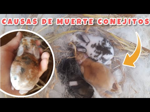 CONEJOS CAUSAS DE MUERTE DE LOS CONEJITOS RECIEN NACIDOS