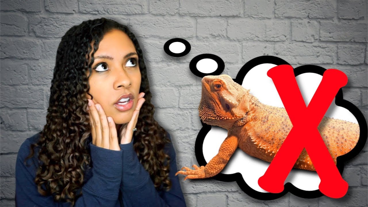 Why You SHOULDN'T Get a Bearded Dragon