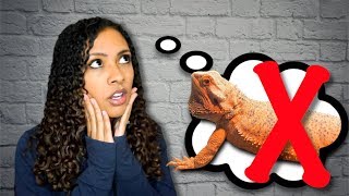 Why You SHOULDN'T Get a Bearded Dragon Information