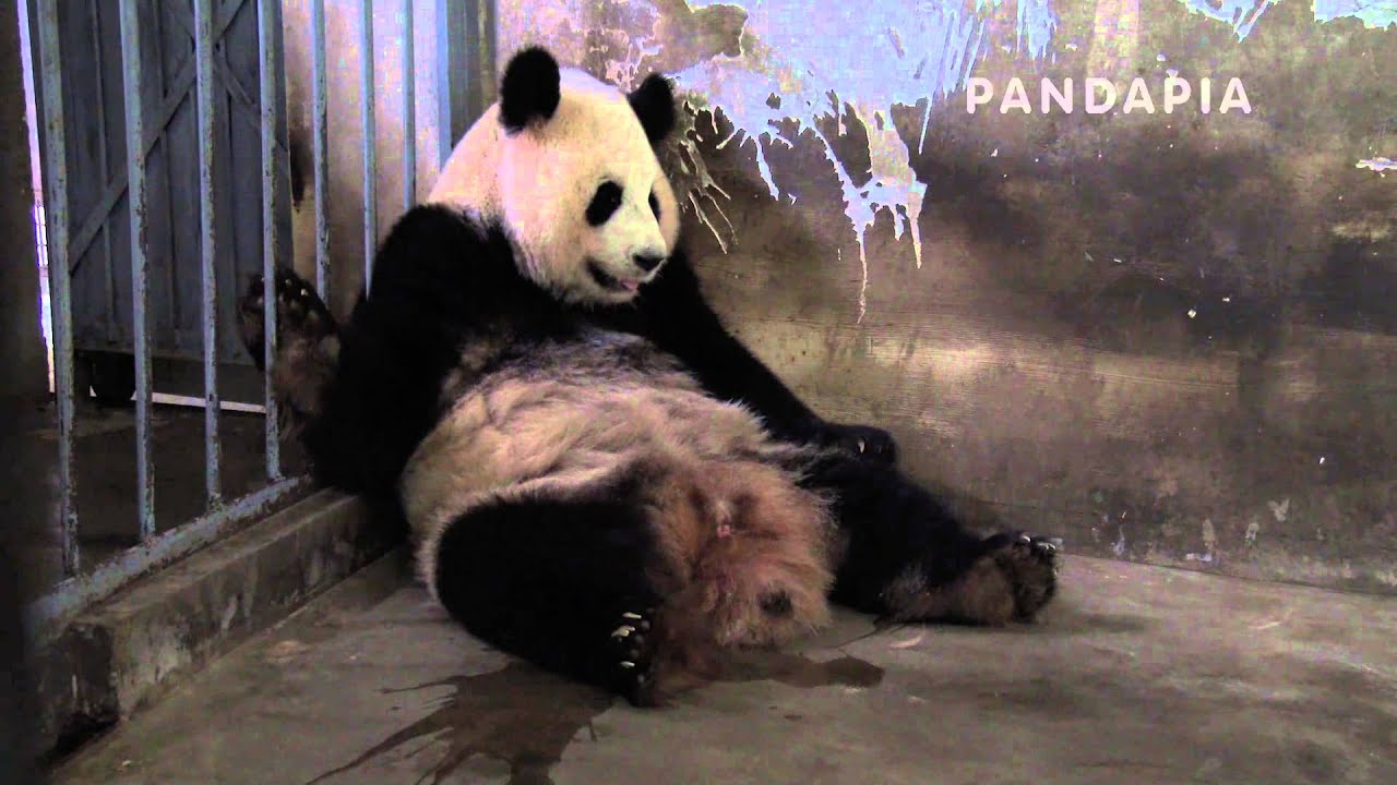 pandas merge pandapia 20140726-142000-太陽產房-毛毛產崽-毛毛坐在牆邊3，接著舔手