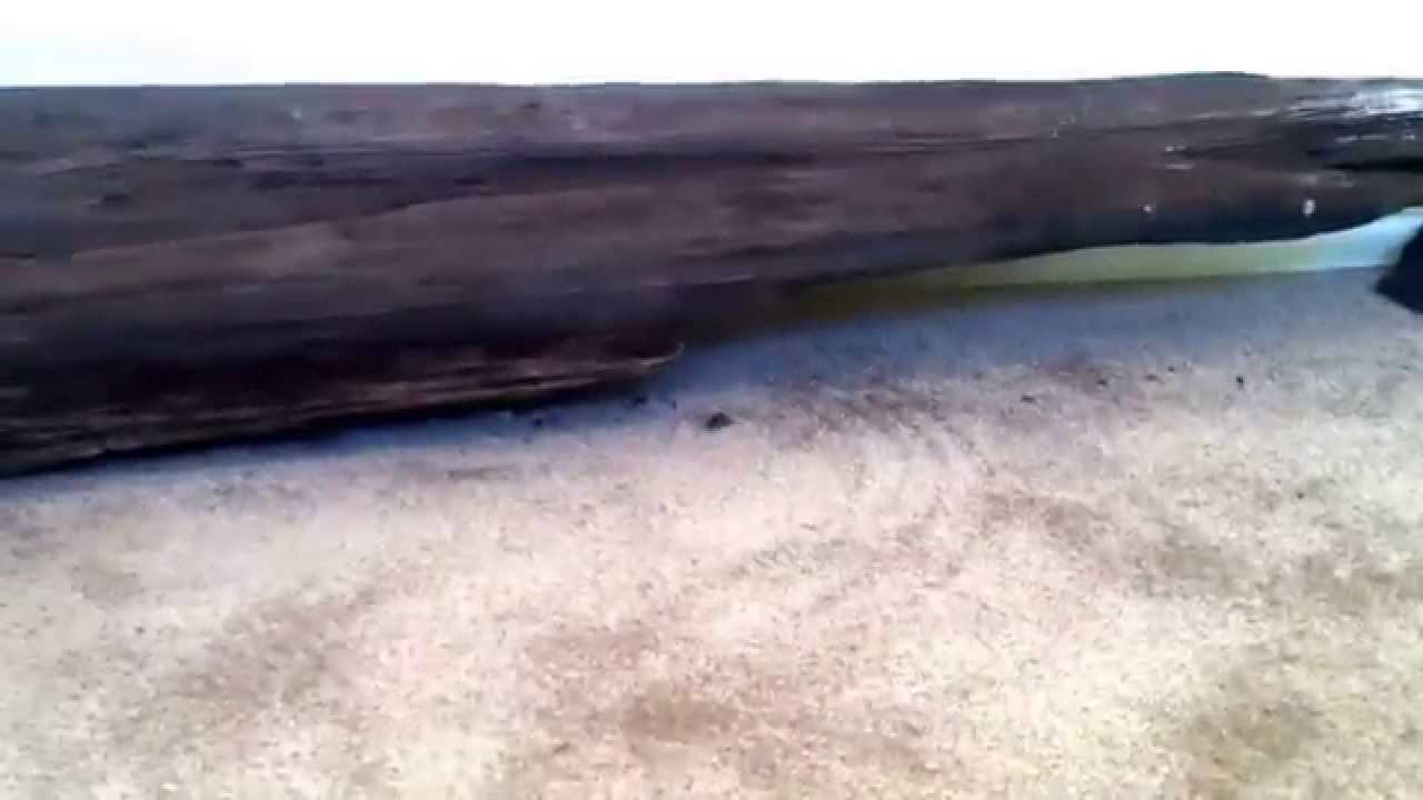 camera iphone 8 plus apk Hide and go eat!