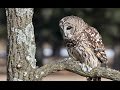 These Caterwauling Barred Owls Sound Like Monkeys - Calling All Turkeys