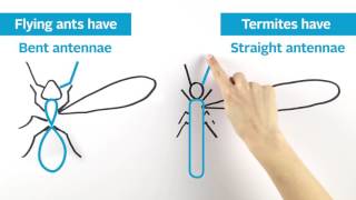 Termite or Flying Ant? by Tiger Termite Control Inc 2,431 views 7 years ago 41 seconds