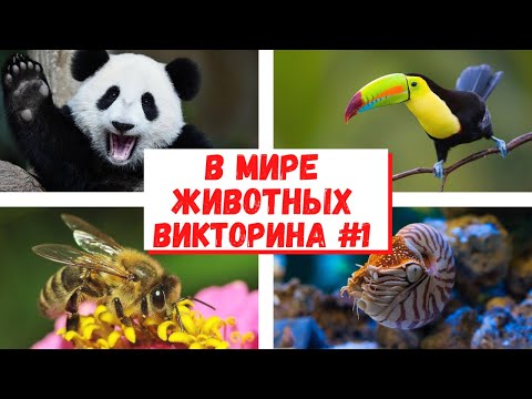 Тест О Животных! Викторина В Мире Животных. Что Ты Знаешь О Животных