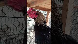Biggest Black Java Aseel Murga 🤯 #shorts #viral #trending #unfrezzmyaccount #aseelmurga