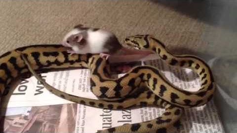 Irian Jaya Jaguar Carpet Python Feeding