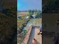pigeon video blog. #pigeonvideo #kabutar