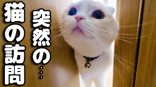 猫が緊急で訪問してきたので入れたらまさかの...