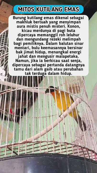 Mitos Memelihara Burung Kutilang Emas #shorts
