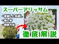 スーパーアリッサムの育て方🌼徹底解説