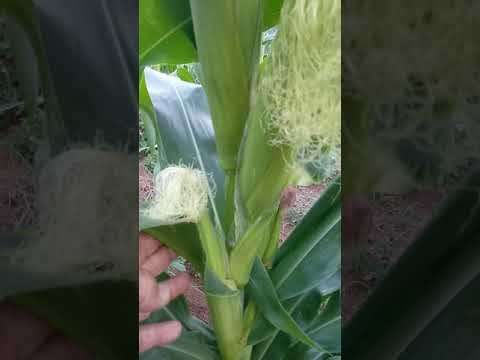 Vídeo: Como Cultivar Milho Em Uma Zona De Cultivo De Risco. Parte 2