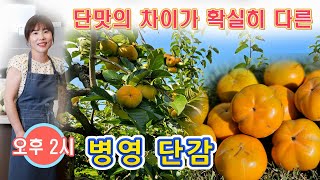 🔴 맛의 차이를 느낄 수 있는 병영 단감, 단감 가격, 시세