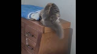 видео: #cat #видосыоткота 😽 картинка: #cat #видосыоткота 😽