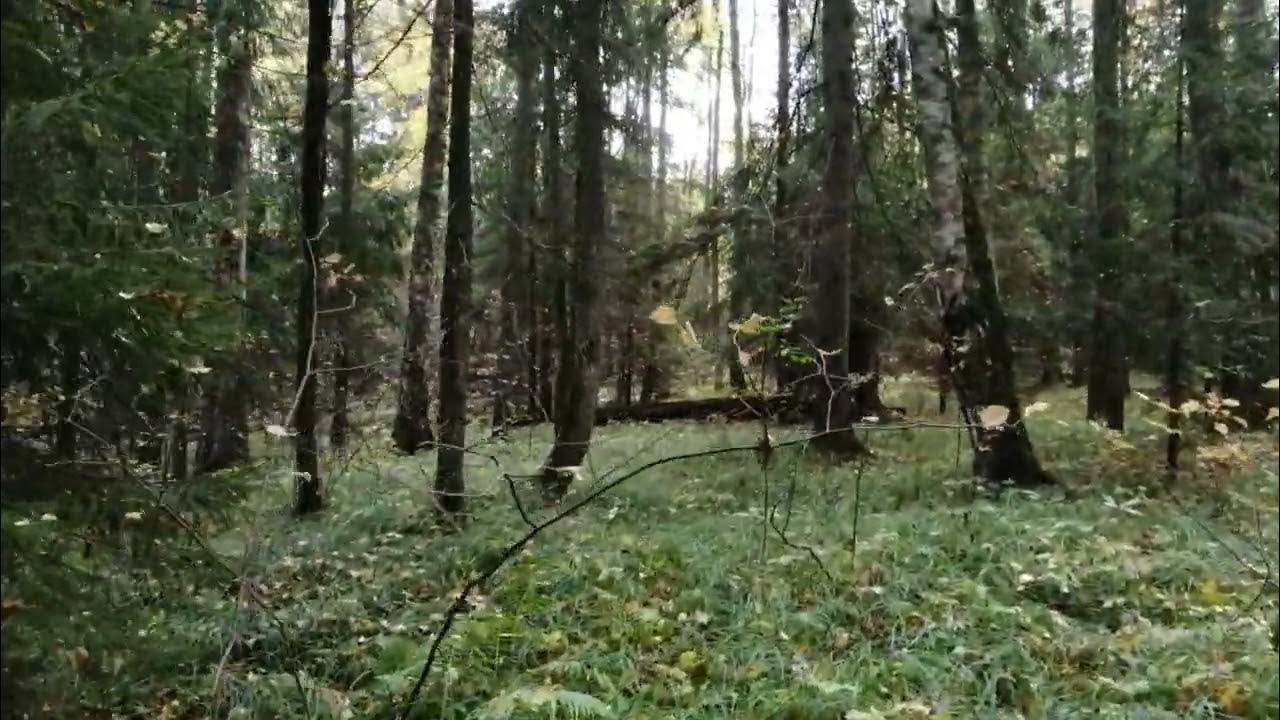 Ботало для легавой собаки - YouTube