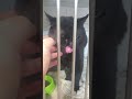 Чернышика сбила машина Добрые люди спасли Очень нужен дом #cat