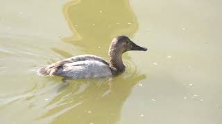 Female Canvasback swimming, then dives