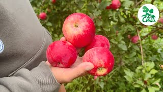 Яблоня АКСЕНА. Позднелетний сорт с повышенной ЗИМОСТОЙКОСТЬЮ.