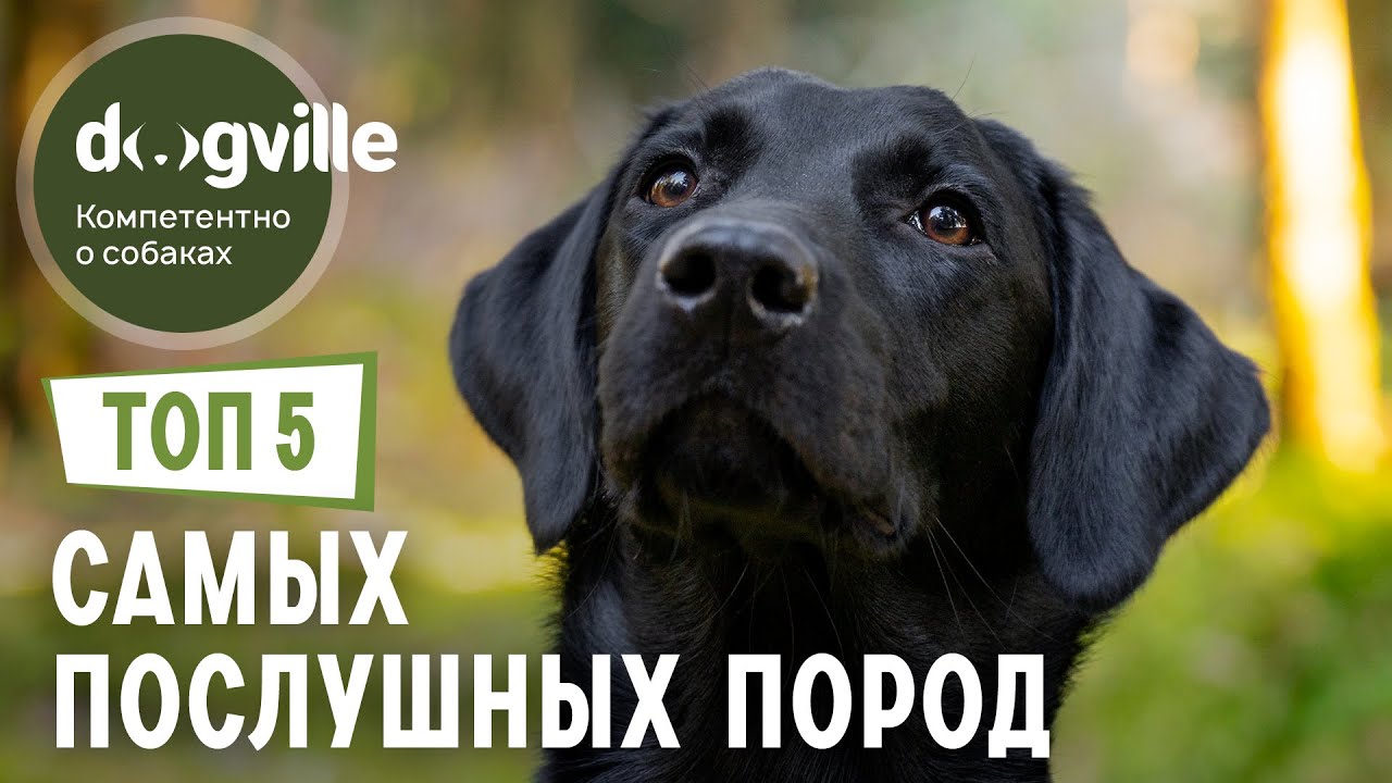 Порода собак Шеппердино