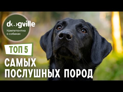 Топ 5 Послушных Пород Собак