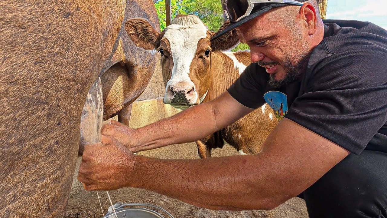 Como se hace  el queso crema en el campo 
