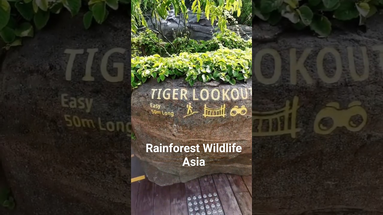 Not Your Ordinary Zoo | Rainforest Wildlife Asia | Singapore
