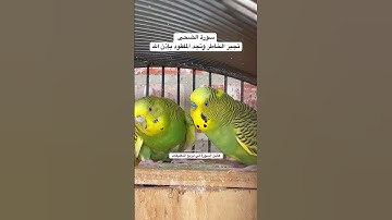 #سورة_الضحى #قرآن #المصحف #العراق #مصر #طيور #البادجي #اكسبلور #ترند #quran #birds #budgies #texas