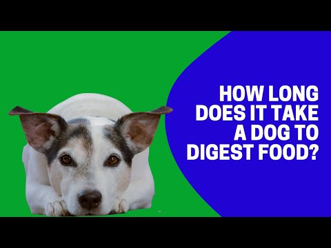 How Long Does It Take a Dog to Digest Food?