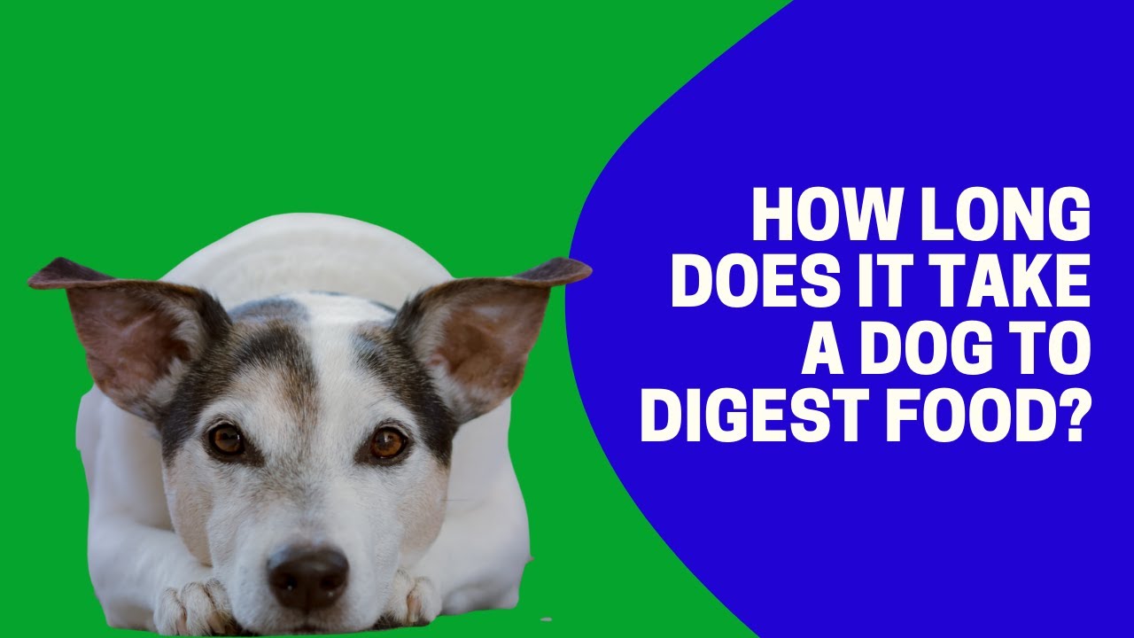 How Long Does It Take A Dog To Digest Food?