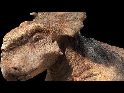 Pachyrhinosaurus roar