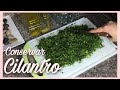 CÓMO CONSERVAR Y GUARDAR  EL CILANTRO FRESCO POR MUCHO  TIEMPO | MANERA ÚTIL Y PRÁCTICA