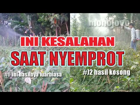 Video: Apakah Kekacang Saka: Cara Menanam Kekacang Saka Di Taman