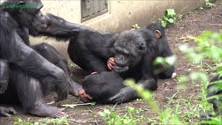 Aug 2020 Tama zoo chimps, Peach keeps Ibuki away from Plum