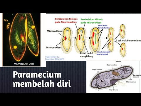 Video: Apa saja bagian dari paramecium?