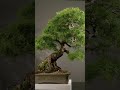 The Generation Gardener - Teaser #bonsai #documentary