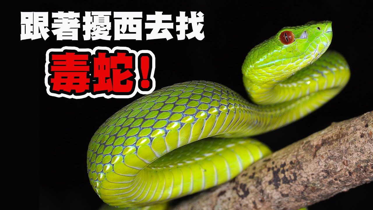遇到台灣最毒的蛇！如何預防蛇類攻擊達人帶路教戰守則看見台灣野生蛇類之美｜毒蛇- YouTube