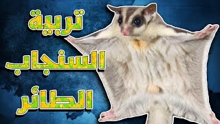 تربية سنجاب طائر   sugar glider