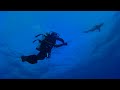 Elphistone reef diving - hammer shark, whitetip shark, tuna, dolphins