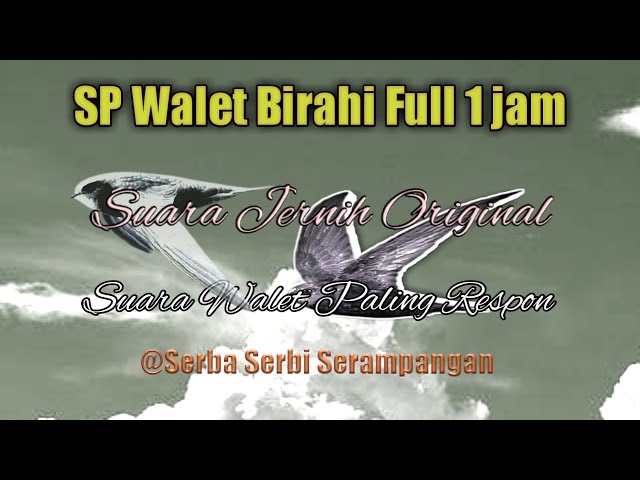 SP Swallow Birahi Full 1 hour class=