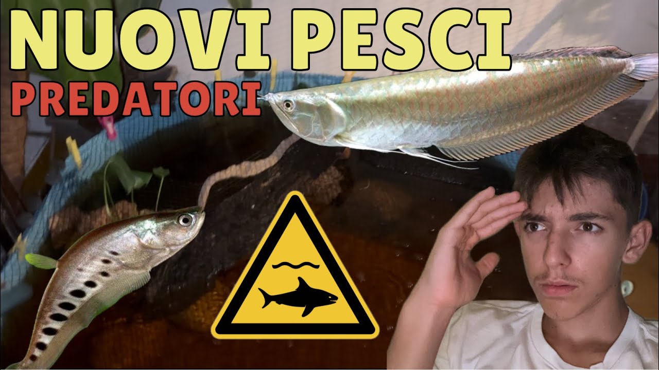 Woltoy 2 Pezzi Giocattoli per Immersione, Pesce Giocattolo Subacqueo con Ali Regolabili, Giochi Piscina Bambini Adatto per Piscine, Vasche da Bagno E Aree Acquatiche Esterne