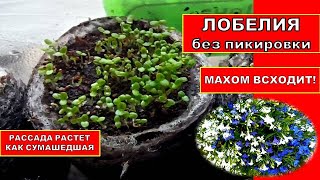 Лобелии без пикировки. из семян! 100 % всходы на 2 День! Супер Способ Выращивания Рассады Лобелия