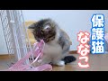 【保護猫】遊んでいたら本気モードになってしまった子猫(保護した可愛すぎるななこねこ)【子猫/捨て猫/迷い猫】