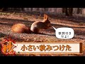 【ちいさい秋みつけた】歌詞付き【童謡】