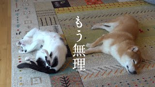 柴犬を狙う猫…。一週間不満を溜まった末路が、これ。