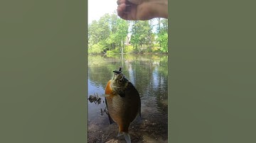 Fishing for BIG Bluegill BREAM