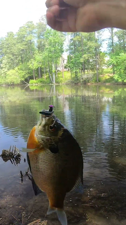 Fishing for BIG Bluegill BREAM