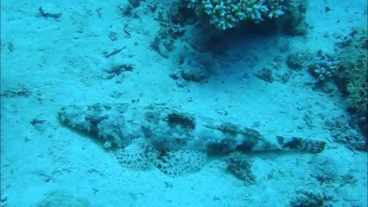 Рыба крокодил фото красное море Рыба крокодил красное море фото