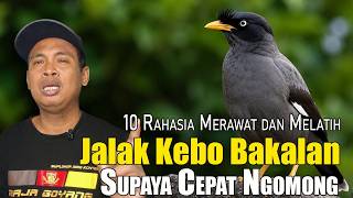Download lagu REVEALED... THE SECRET TO CARING FOR AND TRAINING JALAK KEBO TO TALK