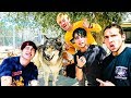 WE ADOPTED A WOLF! w/ Sam, Colby, Corey & Jake