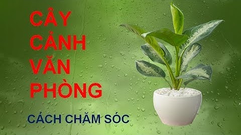 Cây cảnh văn phòng nên chăm sóc thế nào năm 2024